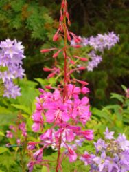 2013-08-18_Regina-F-Rau_Schachen_Blumen  (120).JPG